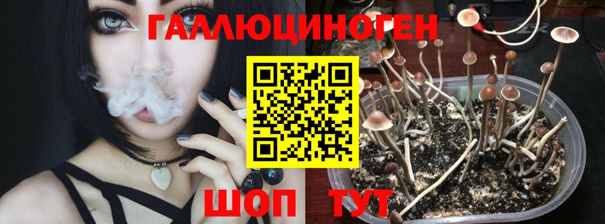 Псилоцибиновые грибы прущие грибы Майкоп